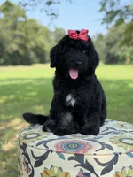 F1 Trinity, a female Bernedoodle for sale in Mayfield, KY – 4 of 10