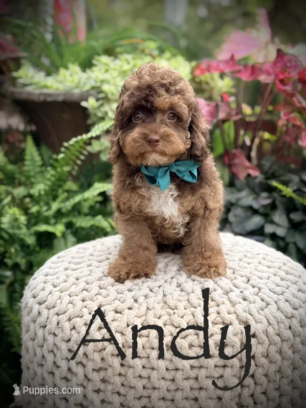 Andy – Cavapoo puppy for sale in Mayfield, KY