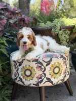 F1B Landon, a male Cavapoo for sale in Mayfield, KY – 10 of 10