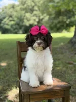 F1B Tiffany, a female Cavapoo for sale in Mayfield, KY – 7 of 10