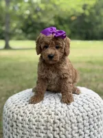 Blanche, a female Miniature Goldendoodle for sale in Mayfield, KY – 3 of 10