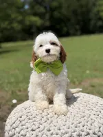 Dash , a male Cavapoo for sale in Mayfield, KY – 7 of 7