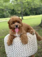 Edison, a male Cavapoo for sale in Mayfield, KY – 8 of 10