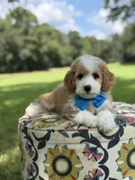 F1B Laken, a male Cavapoo for sale in Mayfield, KY – 2 of 10