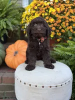 F1 Camden, a male Cockapoo for sale in Mayfield, KY – 2 of 10