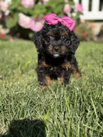 F1 Ashlyn, a female Cavapoo for sale in Mayfield, KY – 2 of 8