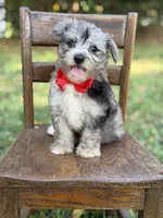 F1B Trooper, a male Maltipoo for sale in Mayfield, KY – 7 of 10