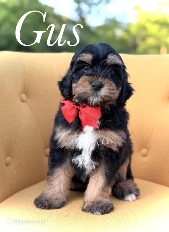 F1B Gus – Bernedoodle puppy for sale in Mayfield, KY