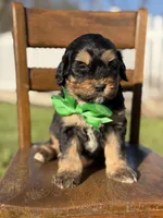 F1B Gus, a male Bernedoodle for sale in Mayfield, KY – Photo 3 of 4