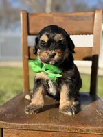 F1B Gus, a male Bernedoodle for sale in Mayfield, KY – Photo 2 of 4