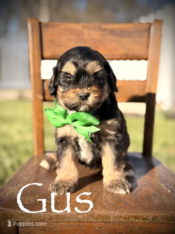 F1B Gus – Bernedoodle puppy for sale in Mayfield, KY