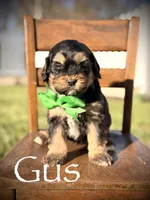 F1B Gus, a male Bernedoodle for sale in Mayfield, KY – Photo 1 of 4