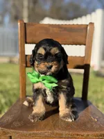 F1B Gus, a male Bernedoodle for sale in Mayfield, KY – Photo 4 of 4