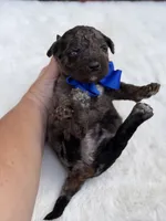 Blue bow, a male Miniature Bernedoodle for sale in Mayfield, KY – 5 of 10