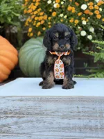 F1 Seth, a male Cavapoo for sale in Mayfield, KY – 3 of 9