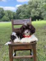 F1B Titan, a male Cavapoo for sale in Mayfield, KY – 9 of 10