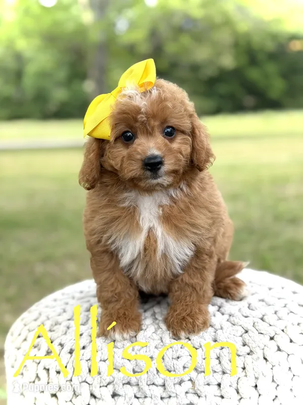 Allison – Miniature Goldendoodle puppy for sale in Mayfield, KY