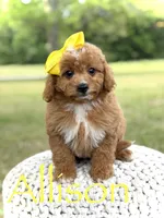 Allison, a female Miniature Goldendoodle for sale in Mayfield, KY – 1 of 10