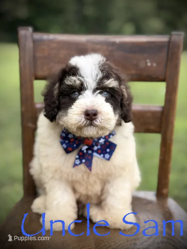 Uncle Sam  – Miniature Bernedoodle puppy for sale in Mayfield, KY