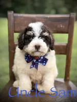 Uncle Sam , a male Miniature Bernedoodle for sale in Mayfield, KY – 1 of 10