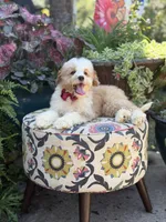 F1B Lincoln, a male Cavapoo for sale in Mayfield, KY – 4 of 10