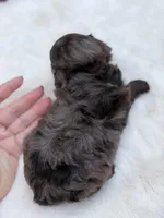 Red bow, a male Cavapoo for sale in Mayfield, KY – 5 of 9