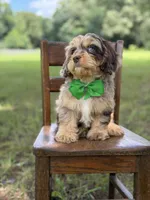 F1 Trace, a male Cavapoo for sale in Mayfield, KY – 2 of 10
