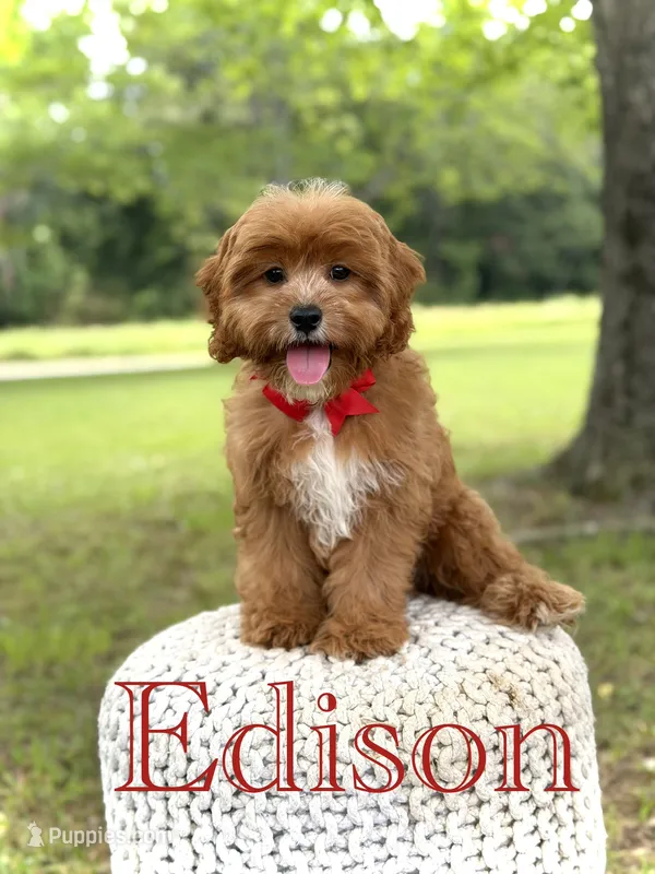 Edison – Cavapoo puppy for sale in Mayfield, KY