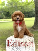 Edison, a male Cavapoo for sale in Mayfield, KY – 1 of 10