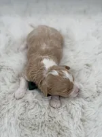 F1B Clark, a male Maltipoo for sale in Mayfield, KY – Photo 2 of 5