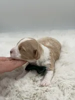 F1B Clark, a male Maltipoo for sale in Mayfield, KY – Photo 4 of 5