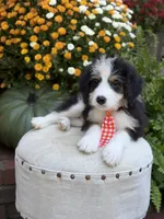 F1 Vaughn, a male Bernedoodle for sale in Mayfield, KY – 3 of 10