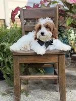 F1B Colton, a male Cavapoo for sale in Mayfield, KY – 6 of 10