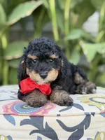Evan, a male Miniature Bernedoodle for sale in Mayfield, KY – 5 of 10