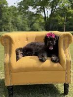 Cassie, a female Bernedoodle for sale in Mayfield, KY – 8 of 9