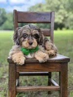 F1 Trace, a male Cavapoo for sale in Mayfield, KY – 8 of 10