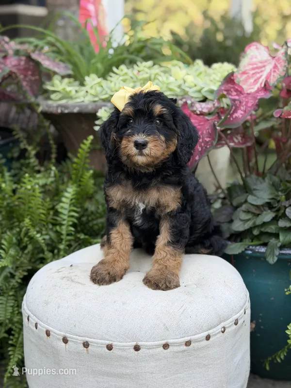 F1B Babs – Bernedoodle puppy for sale in Mayfield, KY