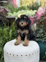 F1B Babs, a female Bernedoodle for sale in Mayfield, KY – 1 of 10