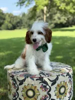 Dawson, a male Cavapoo for sale in Mayfield, KY – 7 of 10
