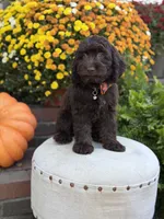 F1 Camden, a male Cockapoo for sale in Mayfield, KY – 3 of 10
