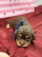 Navy choc and tan , a male Cavapoo for sale in Mayfield, KY – Photo 1 of 10