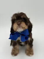 Jameson F1, a male Cavapoo for sale in Mayfield, KY – Photo 7 of 10