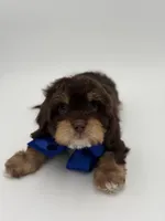 Jameson F1, a male Cavapoo for sale in Mayfield, KY – Photo 5 of 10