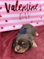 Navy choc and tan , a male Cavapoo for sale in Mayfield, KY – Photo 5 of 10