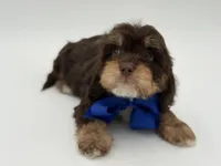 Jameson F1, a male Cavapoo for sale in Mayfield, KY – Photo 2 of 10