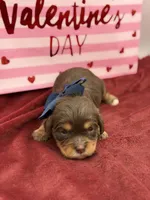 Navy choc and tan , a male Cavapoo for sale in Mayfield, KY – Photo 8 of 10