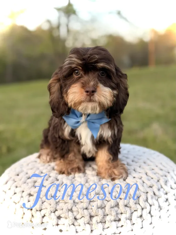 Jameson F1 – Cavapoo puppy for sale in Mayfield, KY