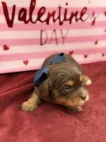 Navy choc and tan , a male Cavapoo for sale in Mayfield, KY – Photo 7 of 10