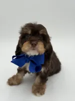 Jameson F1, a male Cavapoo for sale in Mayfield, KY – Photo 10 of 10