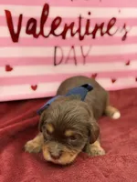 Navy choc and tan , a male Cavapoo for sale in Mayfield, KY – Photo 6 of 10